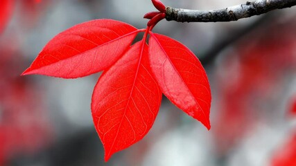 Canvas Print - Red leaf is on a branch. The leaf is red and has a triangular shape. The branch is thin and has a grayish color