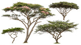 Collection of Isolated African Acacia Trees on Transparent Background for Plant and Nature Designs