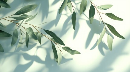 Wall Mural - Eucalyptus leaves casting shadows on a light green background.