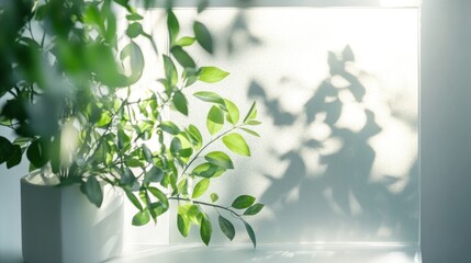 Poster - Sunlight illuminating lush green leaves and casting shadows on a white background.