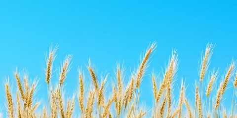 Naklejka na meble Desert wheatgrass and foxtail barley stand beautifully against a clear blue sky, creating an ideal scene with ample copy space to highlight the natural beauty of desert wheatgrass and foxtail barley.