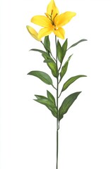 Yellow Lily Flower on White Background, isolated flower for floral arrangements, bouquets, and decorative purposes