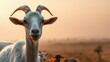 © Michael - Goat standing majestically in a rural landscape during sunset with herders in the background