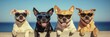 © StockUp - A cheerful group of four dogs sports sunglasses while enjoying a sunny day at the beach.