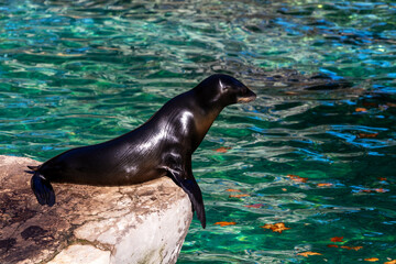 California Sea Lion Resting by Pool on Sunny Day