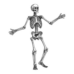 skeleton in t pose anatomical black and white outline line art drawing illustration
