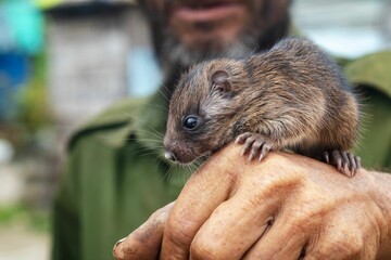 Wall Mural - Close-up of a small rodent on a hand.