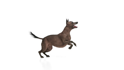 Wall Mural - Adorable, purebred hairless Xoloitzcuintli Mexican dog in motion, jumping while playing, training commands against white background. Concept of animals, vet care, pets, companion. Copy space for ad