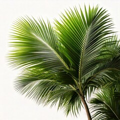 palm tree leaves on white background