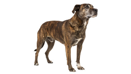Wall Mural - senior brindle mongrel isolated on transparent background