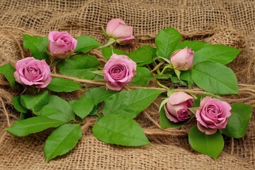 Wall Mural - Beautiful Lavender Roses on Rustic Background