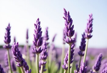 Wall Mural - lavender field in region