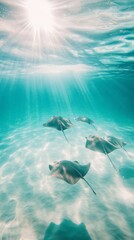 Poster - Sunbeams filtering through the surface illuminate southern stingrays gracefully swimming in the clear turquoise waters, creating a stunning and serene underwater scene