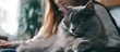 © The 2R Artificiality - Teenage girl grooming fluffy long haired gray domestic cat while sitting in bright living room with plants creating warm and inviting atmosphere