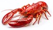 © prapatsorn - Isolated Red Lobster, Fresh Seafood, Premium PNG Cutout, Culinary Image, Ready to Cook