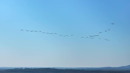 Canvas Print - Wonderful sight of migratory birds in ecological wetland