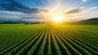 © kongkiat chairat - vibrant sunset over lush green farm field, showcasing rows of crops