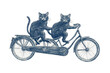 © AnyaWhy - Cats on tandem bike sketch, whimsical and fun, merging playfulness with transportation. PNG transparent background.