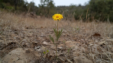 Poster - Bright Yellow Flower Growing in Dry Field Surrounded by Brown Grass and Natural Environment