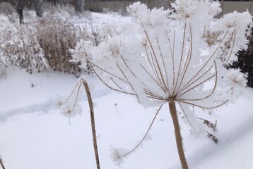 frosted dill flower in the cold snow.