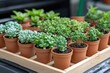 © OnuTH - Diverse Assortment of Small Potted Succulents in Natural Light