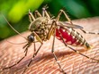 © Maishaangona - A macro shot of a mosquito sucking blood on skin generative ai