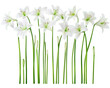© kitidach - Group of elegant white lilies on a clean white background.