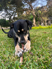 Wall Mural - A dog is chewing on a stick in a grassy area