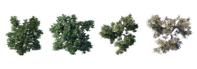 Wall Mural - tree top view plant landscape architecture nature garden aerial render.