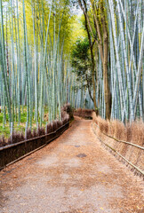  The path through Arashiyama Bamboo Forest, one of the top tourist attractions in Kyoto