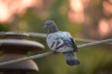 The domestic pigeon is a pigeon subspecies that was derived from the rock dove or rock pigeon. The rock pigeon is the world's oldest domesticated bird. Mesopotamian cuneiform tablets mention the domes