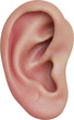 © AC's Inspired Images - human ear listening, listen, face part, skin and anatomy, isolated transparent png