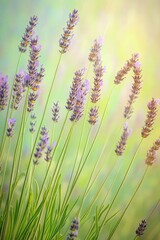 Poster - close-up of lavender plants swaying in wind with their purple hues contrasted against soft green bac