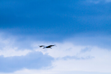 stork in the sky, bird in the sky, blue sky