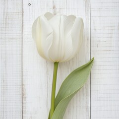 Poster - A simple and elegant image of a single white tulip on a white wooden background