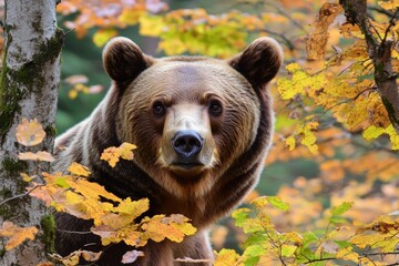 Poster - A large brown bear stands next to a tree in a natural environment