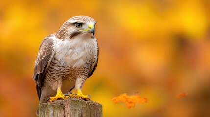 Wall Mural - A bird perched on top of a wooden post