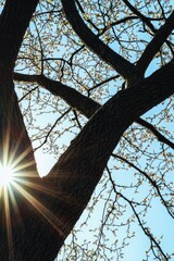 Poster - Sunlight filters through the branches of a tree