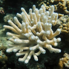 Poster - Close-up of a sea anemone on a coral reef, great for underwater or ocean-themed designs