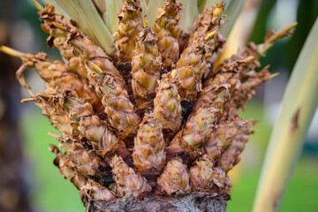 Poster - Close-up of a palm tree trunk without leaves, ideal for use in travel or nature-themed designs