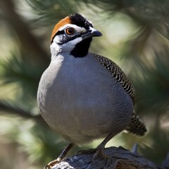 Poster - Close-up view of a bird sitting on a tree branch, informative and detailed image for nature and wildlife photography