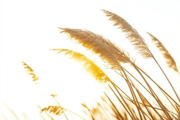 Poster - Blowing grass on a sunny day
