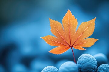 Poster - A single leaf sits atop a cluster of blue berries, great for representing nature's simplicity and beauty