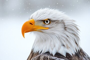Poster - A close-up view of a bald eagle in snowy surroundings
