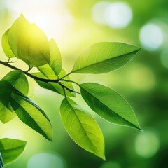 Poster - A close-up shot of a tree branch with lush green leaves