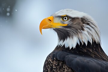 Poster - A close-up view of a bird of prey's face and feathers