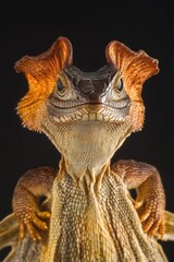 Poster - A close-up shot of a lizard's head and body on a dark, plain background