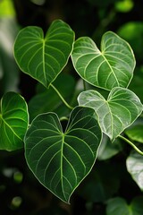 Poster - A detailed view of green leaves on a plant, great for use in nature or science images