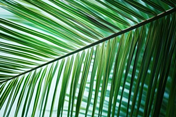 Aufkleber - A close-up view of a single leaf from a palm tree, with intricate details and natural texture
