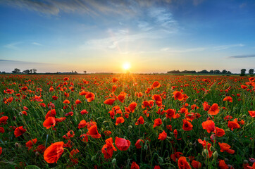 Wall Mural - Beautiful summer sunset over poppy field